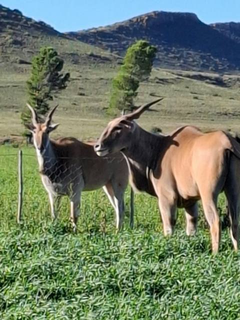Eland on the farm